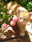 Ginger Kitten Pink Rose