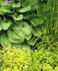 Golden Marjoram Hosta