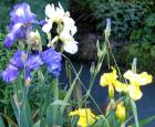 Iris Flowers Water