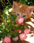 Kitten Ginger Rose