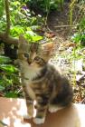 Kitten Tabby
