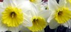 Lemon Cream Daffodils