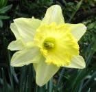 Lemon Yellow Daffodil