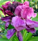 Magenta Wallflower