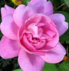 Mary Rose Flower