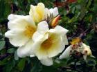 Mermaid Brute Rose