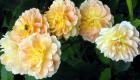 Molynieux Rose Bee