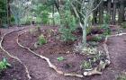 New Nz Native Garden