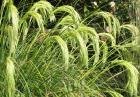 New Zealand Native Grass