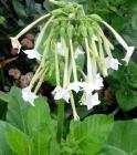 Nicotiana White Big