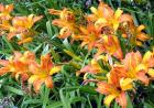 Orange Daylilies