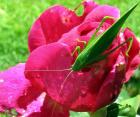 Othello Grasshopper Rose Flower