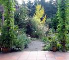 Patio Wisteria Autumn