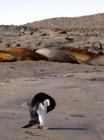 Penguin Antarctica