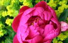 Peony Euphorbia