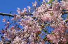 Pink Blossom Sky