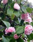 Pink Camellia Bush