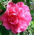 Pink Camellia Flower