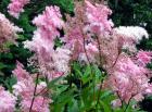 Pink Filipendula