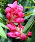 Pink Spring Rhododendron