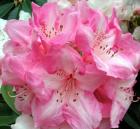 Pink White Rhododendron