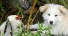 Puppy White Hen Flax