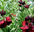 Red Wallflowers