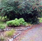 Rhododendron Driveway