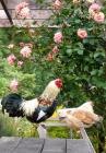Rooster Hens Table Roses