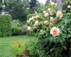 Rose Garden Crepuscule