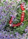 Sausages Catmint