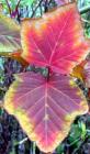 Snake Bark Leaves