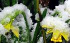 Snow Daffodil