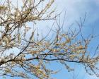 Spring Blossom Blue Sky