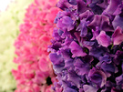 Sweetpeas Flowers