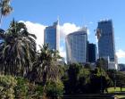 Sydney Skyline Palms