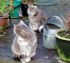 Two Cats Pots