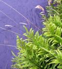 Water Fern Grass