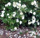 White Rose Flower Carpet