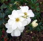 White Rose Winter Flower
