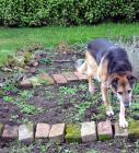 Winter Vegetable Garden