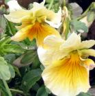 Yellow Cream Pansy