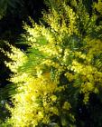Yellow Flower Wattle