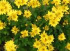 Yellow Mum Autumn