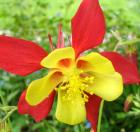 Yellow Red Aquilegia