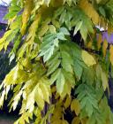 Yellow Wisteria Winter