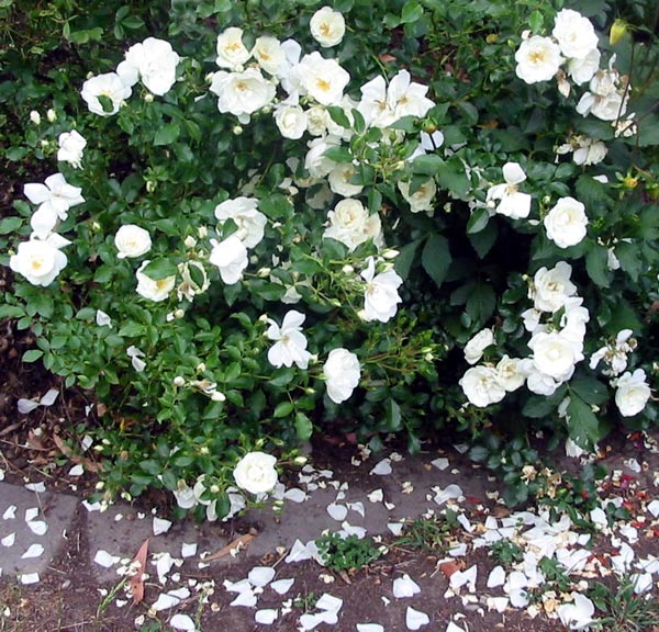white rose flowers. white rose flower carpet