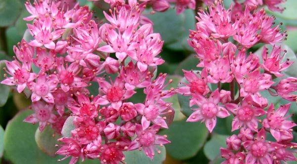 sedum pink flowers
