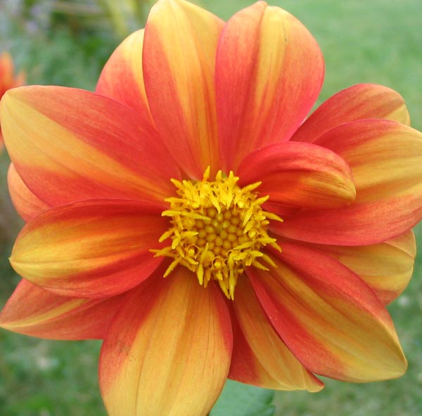 flowers dahlia