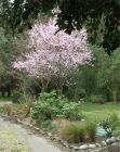 Blossom Plum Pink